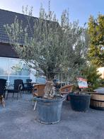 Olijfbomen olea europaea aan stuntprijzen!, Tuin en Terras, Planten | Bomen, Ophalen