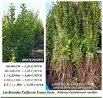 GROTE MATEN GROENE HAAGLIGUSTER OA 1,5/++ METER = 2,20 €/ST., Tuin en Terras, Ophalen, Liguster, Haag, 100 tot 250 cm