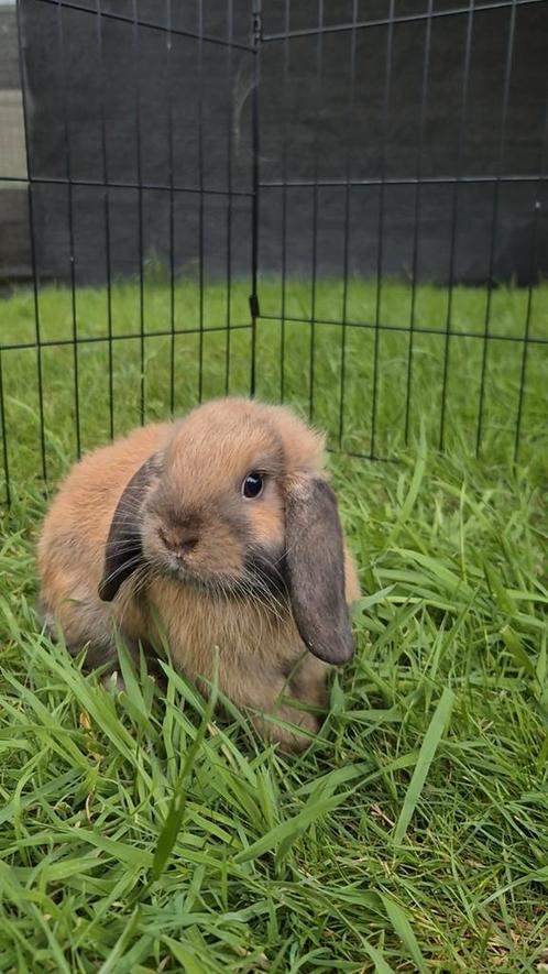 2 Nederlandse hangoordwergen ram, Dieren en Toebehoren, Konijnen, Dwerg, Mannelijk, 0 tot 2 jaar, Hangoor
