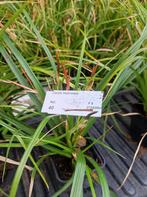 Carex Morrowii - siergrassen groenblijvend, Tuin en Terras, Planten | Tuinplanten, Siergrassen, Ophalen of Verzenden