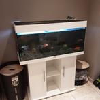 Aquarium grand avec meuble juwel 180 litres, Dieren en Toebehoren, Ophalen, Zo goed als nieuw, Gevuld zoetwateraquarium