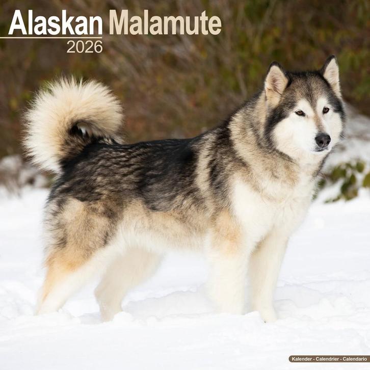 Alaskan Malamute-kalender 2026, Diversen, Kalenders, Nieuw, Jaarkalender, Ophalen of Verzenden