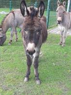 ezels, Dieren en Toebehoren, Meerdere dieren, 0 tot 2 jaar