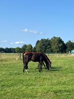 Zwartbruine jonge dressuur hengst, Dieren en Toebehoren, Gechipt, Dressuurpaard, 0 tot 2 jaar, Hengst