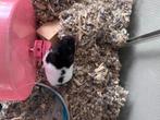 Zeer Hand tamme hamsters, Dieren en Toebehoren, Hamster