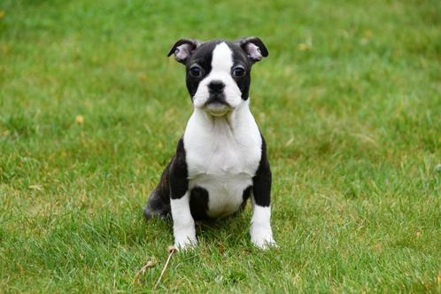 Boston Terriër pups te koop, Dieren en Toebehoren, Honden | Jack Russells en Terriërs, Meerdere dieren, Overige rassen, Fokker | Professioneel