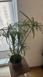 Cyperus dit Papyrus, Ophalen, Overige soorten, In pot, Minder dan 100 cm