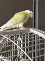 Pyrrhuras élevés main, Animaux & Accessoires, Oiseaux | Perruches & Perroquets, Plusieurs animaux, Perruche, Domestique