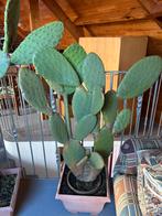 Figues de barbarie, Maison & Meubles, Plantes d'intérieur, En pot, Enlèvement, Cactus, 100 à 150 cm