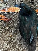 smaragd eend, Dieren en Toebehoren, Eend