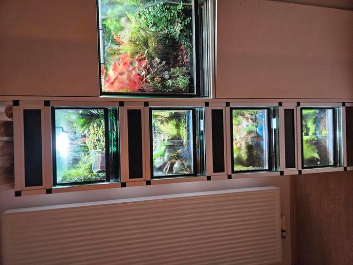 Terrariumstelling rana, Dieren en Toebehoren, Reptielen en Amfibieën | Toebehoren, Ophalen