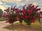 Lagerstroemia verschillende soorten, struik, boom, meerstam, Tuin en Terras, Planten | Bomen, Ophalen