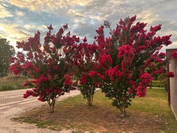 Lagerstroemia verschillende soorten, struik, boom, meerstam beschikbaar voor biedingen