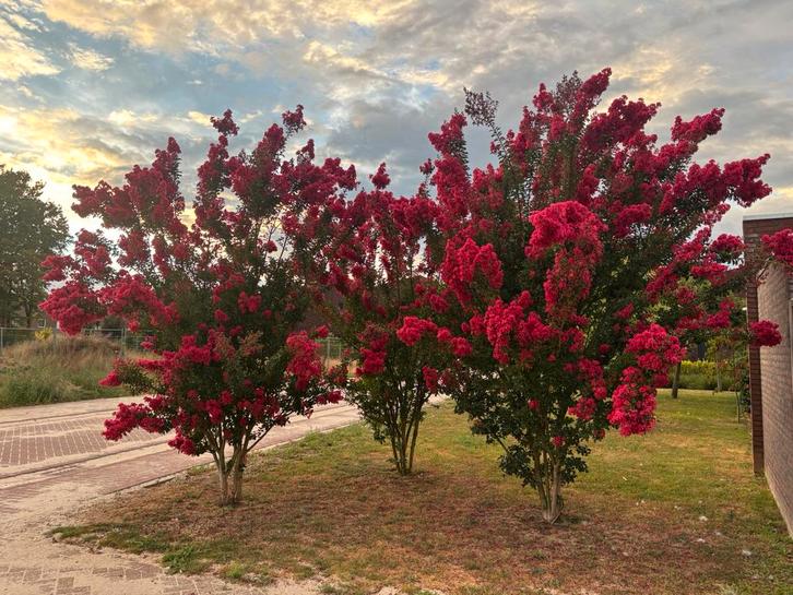 Lagerstroemia verschillende soorten, struik, boom, meerstam, Tuin en Terras, Planten | Bomen, Ophalen