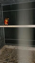 Tarin venzewla, Ophalen of Verzenden