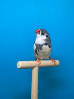 Zwartwang bonte zebravink man, Mannelijk, Tropenvogel