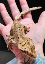 Prachtig koppel wimpergekkos, Dieren en Toebehoren, Reptielen en Amfibieën