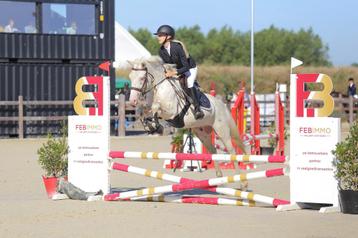 De braafste d pony beschikbaar voor biedingen