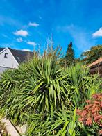 Yucca, Tuin en Terras, Planten | Tuinplanten, Ophalen
