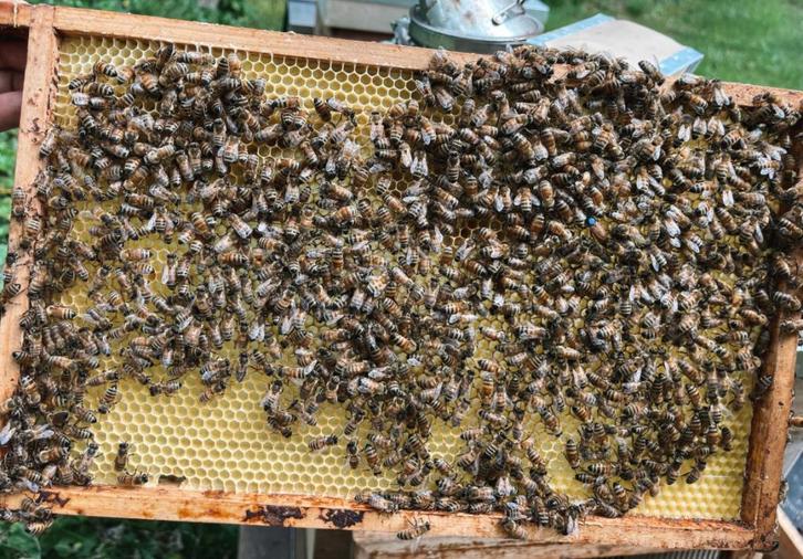 buckfast bijenvolk te koop op bestelling, Hobby en Vrije tijd, Overige Hobby en Vrije tijd, Nieuw, Ophalen