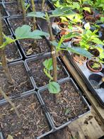 Vijgenboom, Ophalen, Minder dan 100 cm, Volle zon, In pot