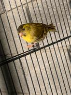Sijs, Dieren en Toebehoren, Vogels | Overige Vogels