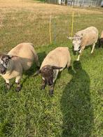 Schapen te koop, Dieren en Toebehoren, Schapen, Geiten en Varkens, Meerdere dieren, Schaap, 0 tot 2 jaar