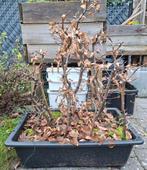 Bonsai bos van haagbeuken, Enlèvement