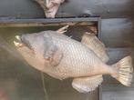 Taxidermie: grote triggerfish - rariteitenkabinet, Ophalen of Verzenden, Gebruikt, Wild dier, Opgezet dier