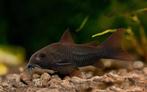 Corydoras Black Beauty - Venezuela, Vis, Zoetwatervis, Schoolvis