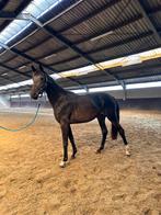 Knappe dressuurmerrie, Dieren en Toebehoren, Paarden, Merrie, Gechipt, Dressuurpaard, 0 tot 2 jaar