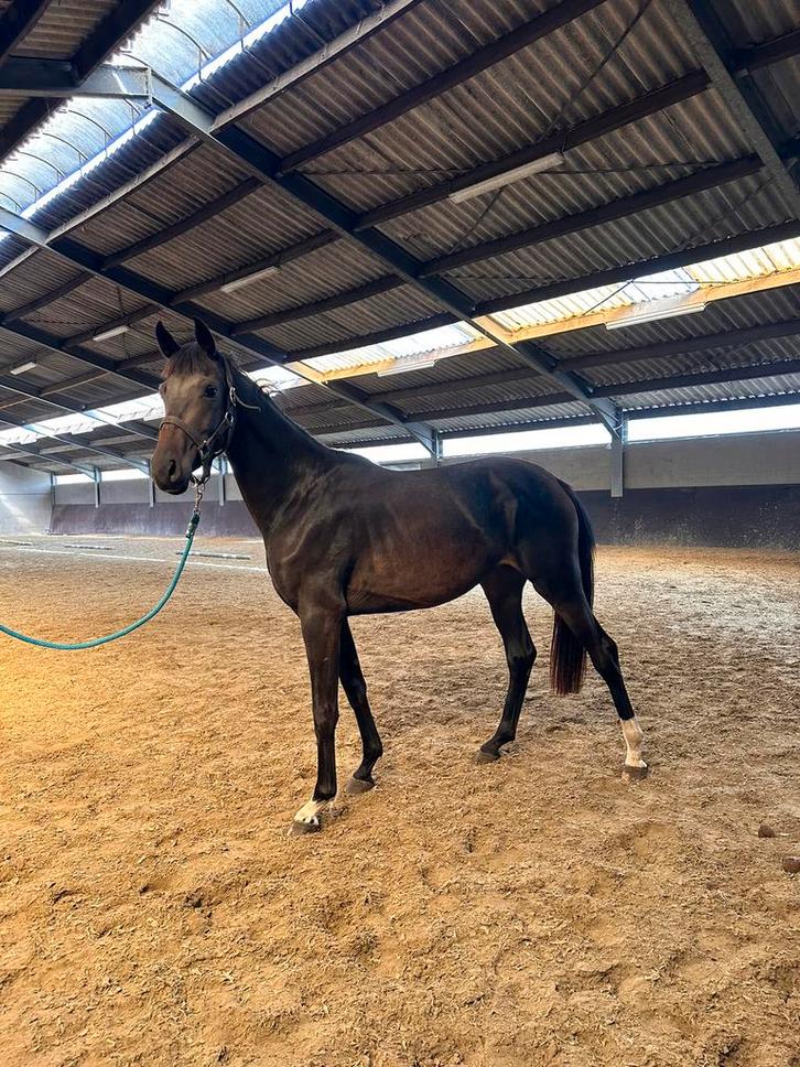 Knappe dressuurmerrie, Dieren en Toebehoren, Paarden, Merrie, Onbeleerd, 160 tot 165 cm, 0 tot 2 jaar, Dressuurpaard, Met stamboom