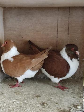 Pigeon, Plusieurs animaux, Autres espèces