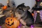 Babies/bébés chinchillas, Dieren en Toebehoren, Chinchilla, Juli, Meerdere dieren, Tam