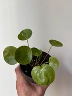 Pilea peperomioides mojito, Huis en Inrichting, Kamerplanten, Ophalen