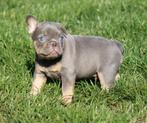 Franse Bulldog pups Lilac-tan, Dieren en Toebehoren, Honden | Bulldogs, Pinschers en Molossers, België, Reu, CDV (hondenziekte)