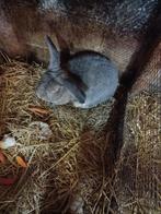 Konijnen, Dieren en Toebehoren, Konijnen, Mannelijk