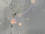 Japanse koi, Dieren en Toebehoren, Vissen | Vijvervissen