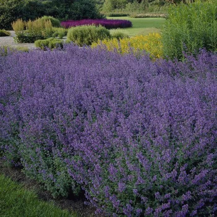 Kattenkruid, Tuin en Terras, Planten | Tuinplanten, Ophalen