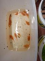 L144  prachtvrouwtjes (geel/blauw-zwarte ogen) geen albino, Dieren en Toebehoren, Vis, Zoetwatervis