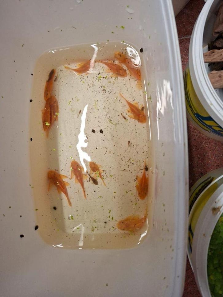 L144  prachtvrouwtjes (geel/blauw-zwarte ogen) geen albino, Dieren en Toebehoren, Vissen | Aquariumvissen, Zoetwatervis, Vis