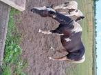 13jarige drachtige black tobiano paintmerrie, Dieren en Toebehoren, Merrie, Minder dan 160 cm, Gechipt, Westernpaard