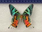 Urania vlinders, Verzamelen, Ophalen of Verzenden, Zo goed als nieuw, Insect, Opgezet dier