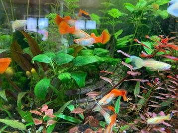 Guppy red snakeskin beschikbaar voor biedingen