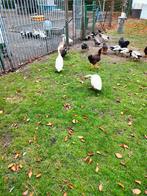 Loopeenden woerden, Dieren en Toebehoren, Pluimvee