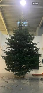 Grote Kerstbomen, Diversen, Kerst, Ophalen, Nieuw