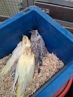 Jonge en overjarige valkparkieten te koop, Dieren en Toebehoren, Tam