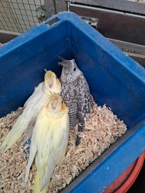 Jonge en overjarige valkparkieten te koop, Dieren en Toebehoren, Vogels | Parkieten en Papegaaien, Tam