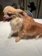 Chihuahua vrouwtje 4.jaar echte raszuiver zeer mooi klein, Dieren en Toebehoren, België, Fokker | Hobbymatig, Teef, Parvo