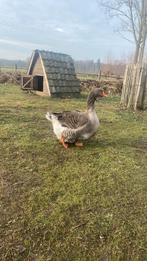 Dwalp toulouse gans hen, Dieren en Toebehoren, Pluimvee, Vrouwelijk, Gans of Zwaan